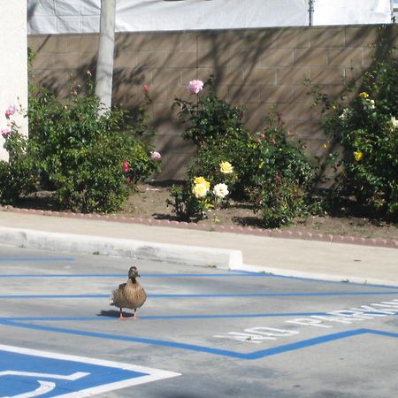 Oceanview Motel Huntington Beach Eksteriør billede