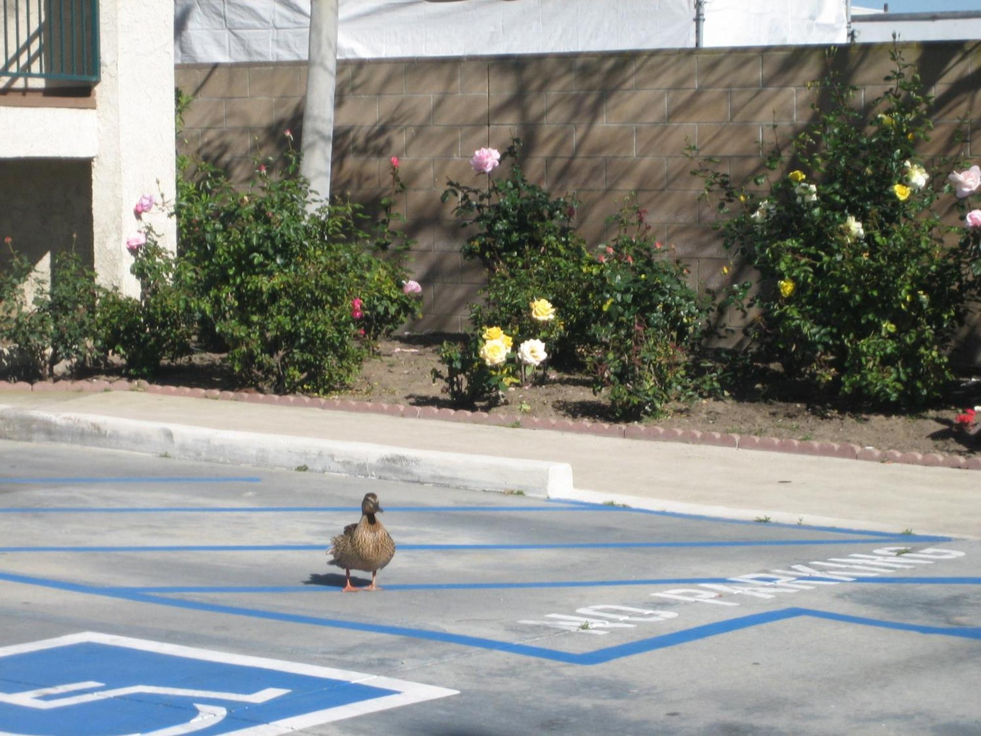 Oceanview Motel Huntington Beach Eksteriør billede